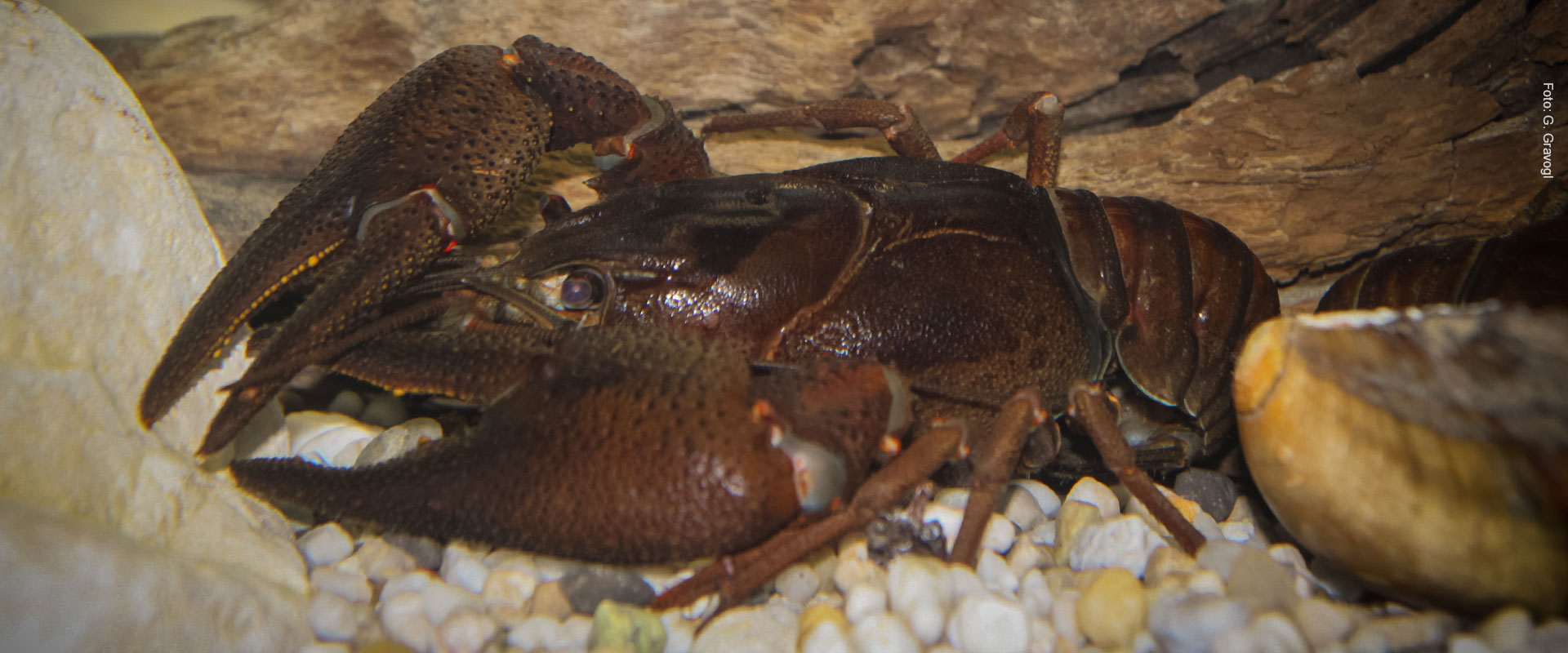 Edelkrebs - G. Gravogl