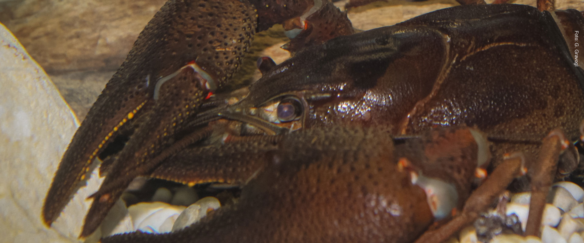 Edelkrebs - G. Gravogl