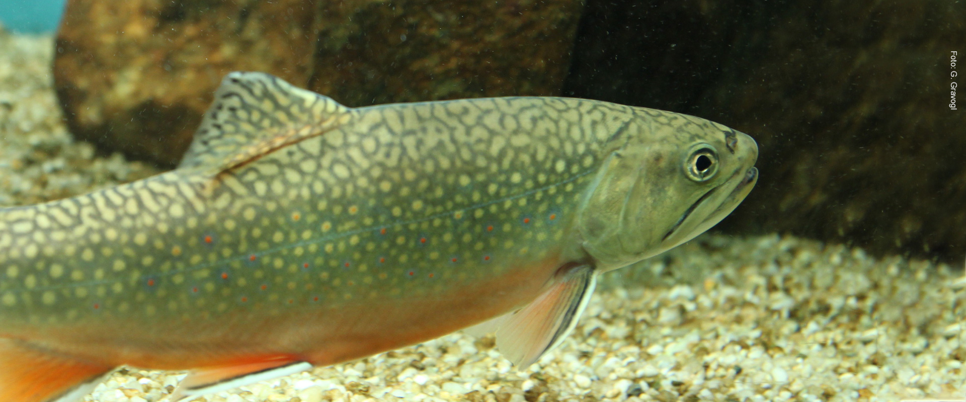 Bachsaibling - Hauer Naturfoto 2014