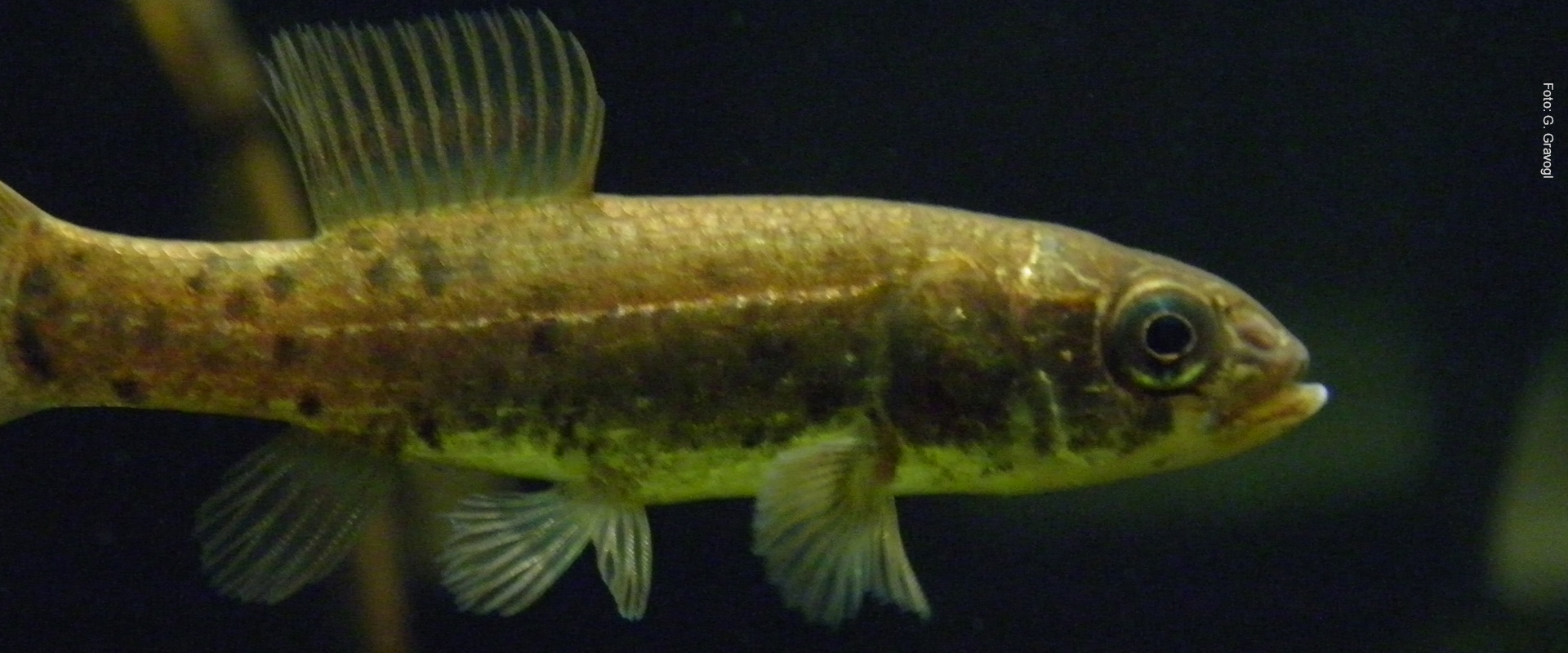 Hundsfisch - G. Gravogl