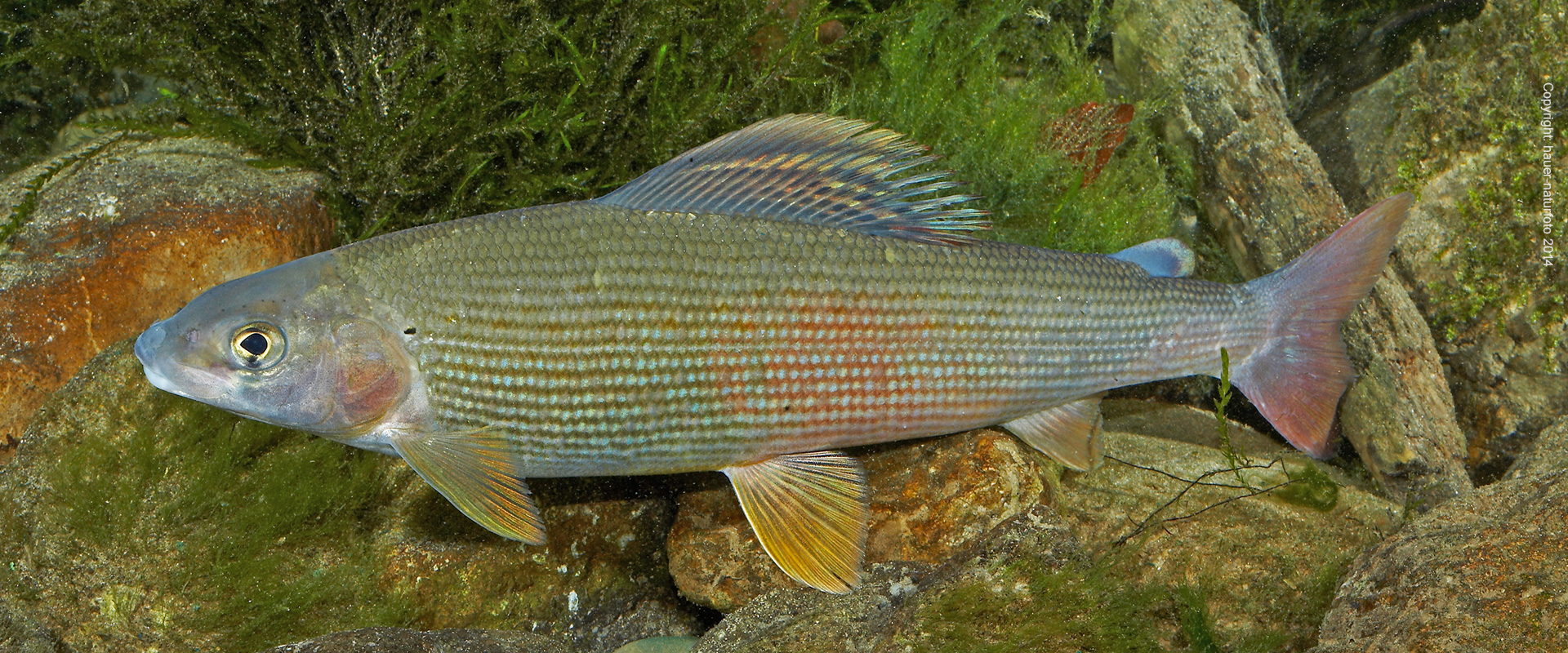 Äsche - Hauer Naturfoto 2014