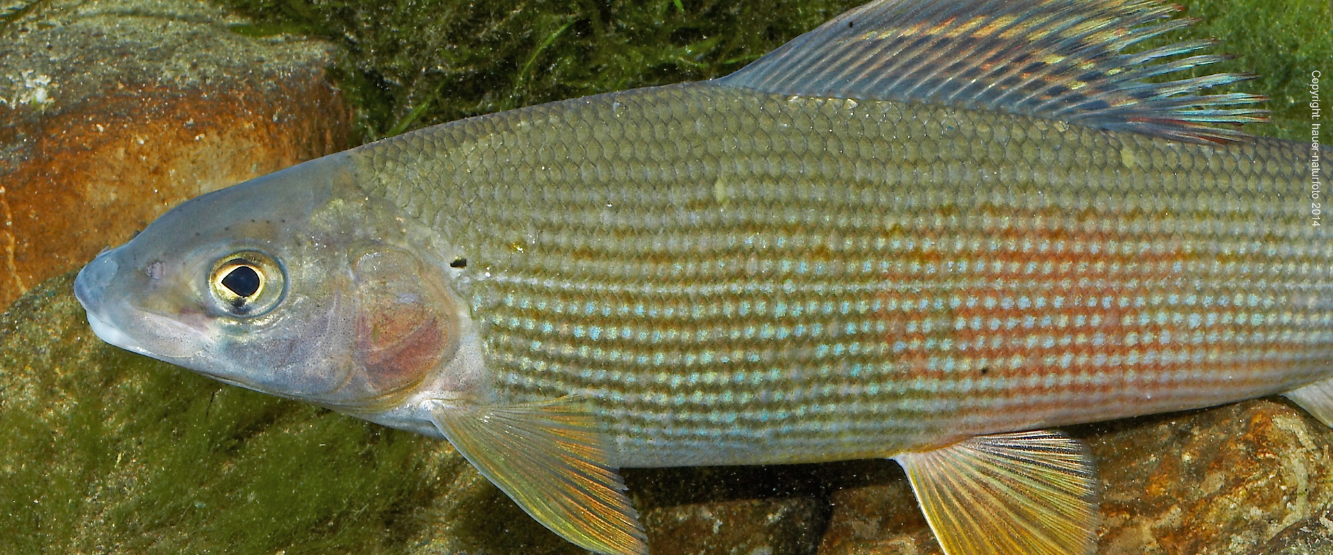 Äsche - Hauer Naturfoto 2014