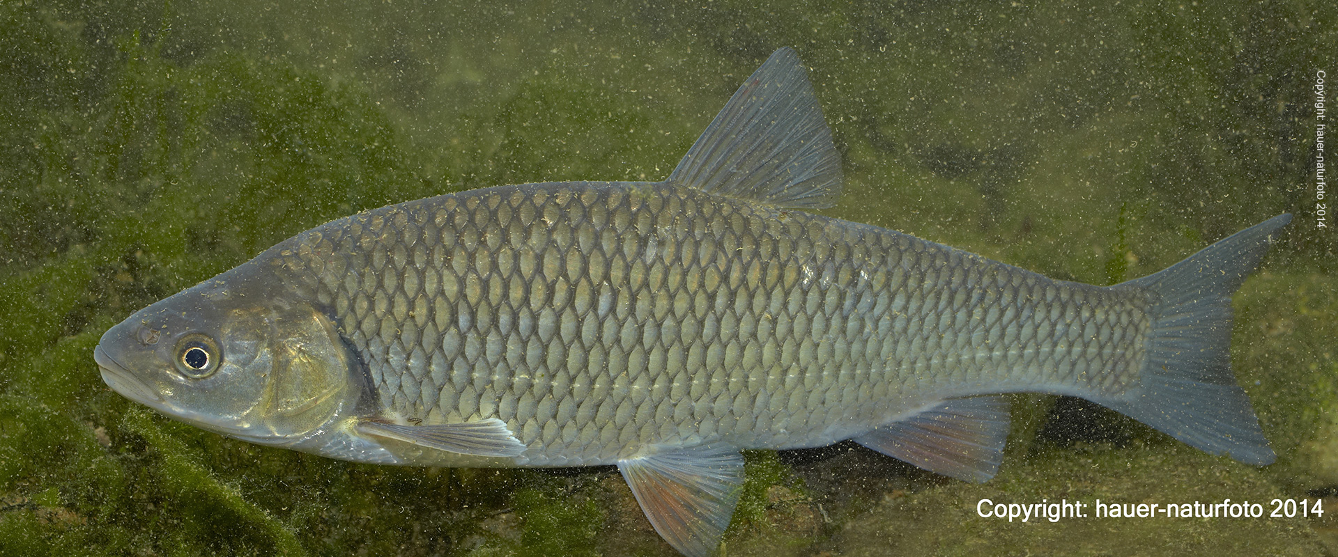 Aitel - Hauer Naturfoto 2014
