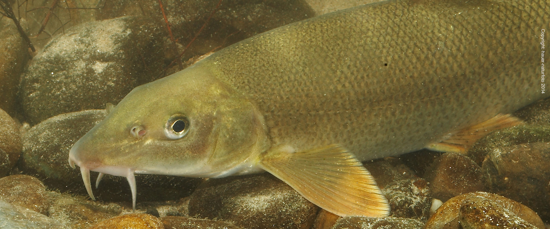 Barbe - Hauer Naturfoto 2014