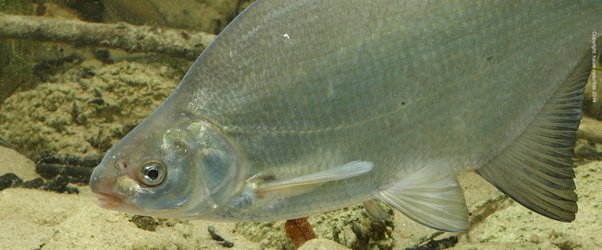 Brachse - Hauer Naturfoto 2014