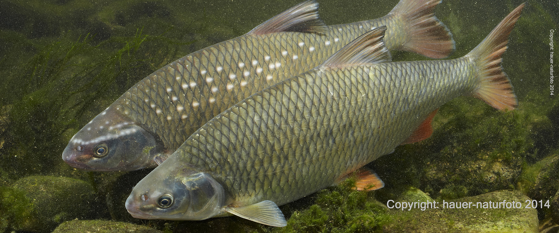 Frauennerfling - Hauer Naturfoto 2014
