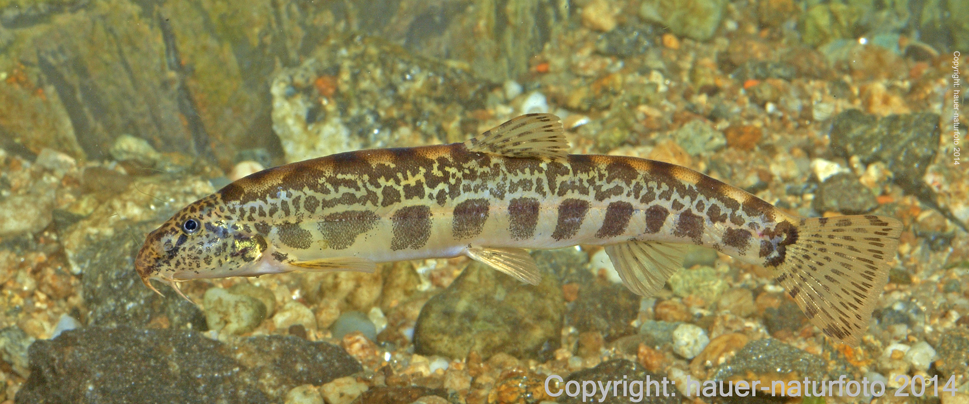 Goldsteinbeißer - Hauer Naturfoto 2014