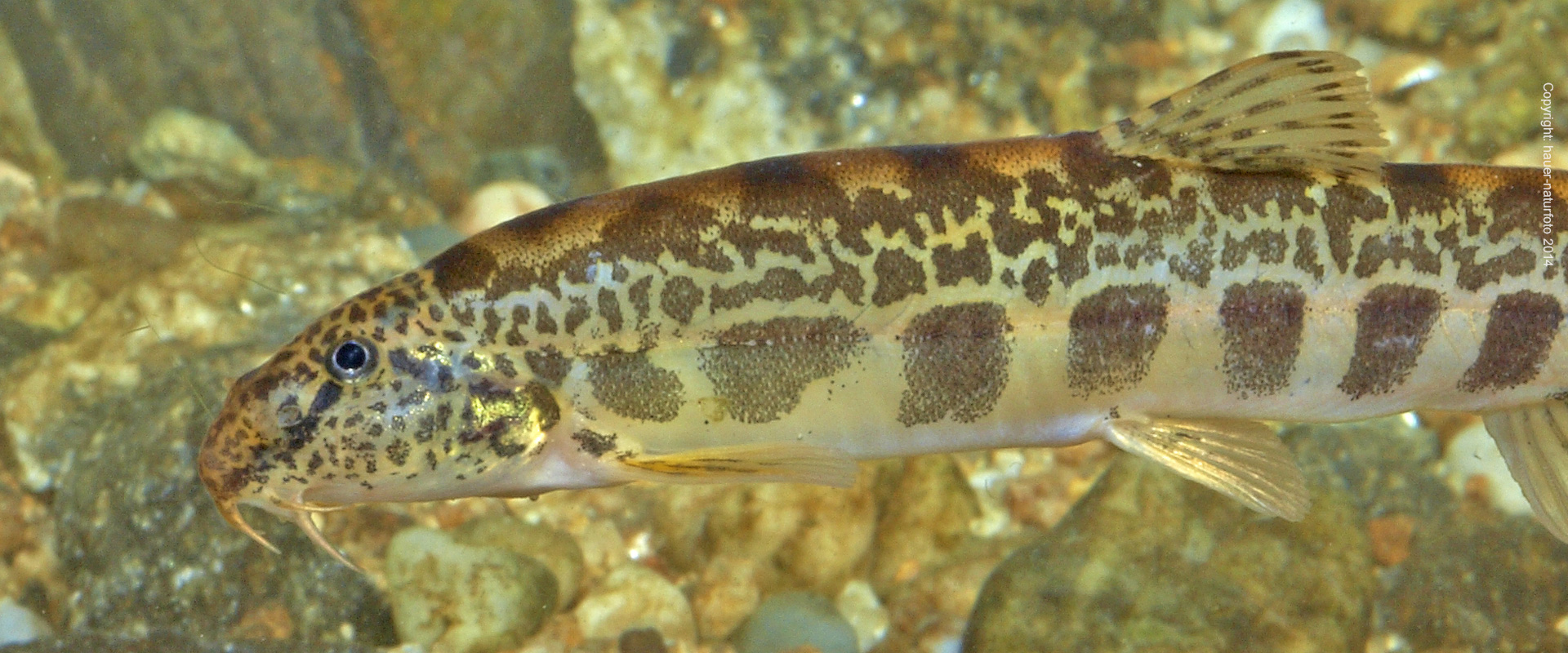 Goldsteinbeißer - Hauer Naturfoto 2014