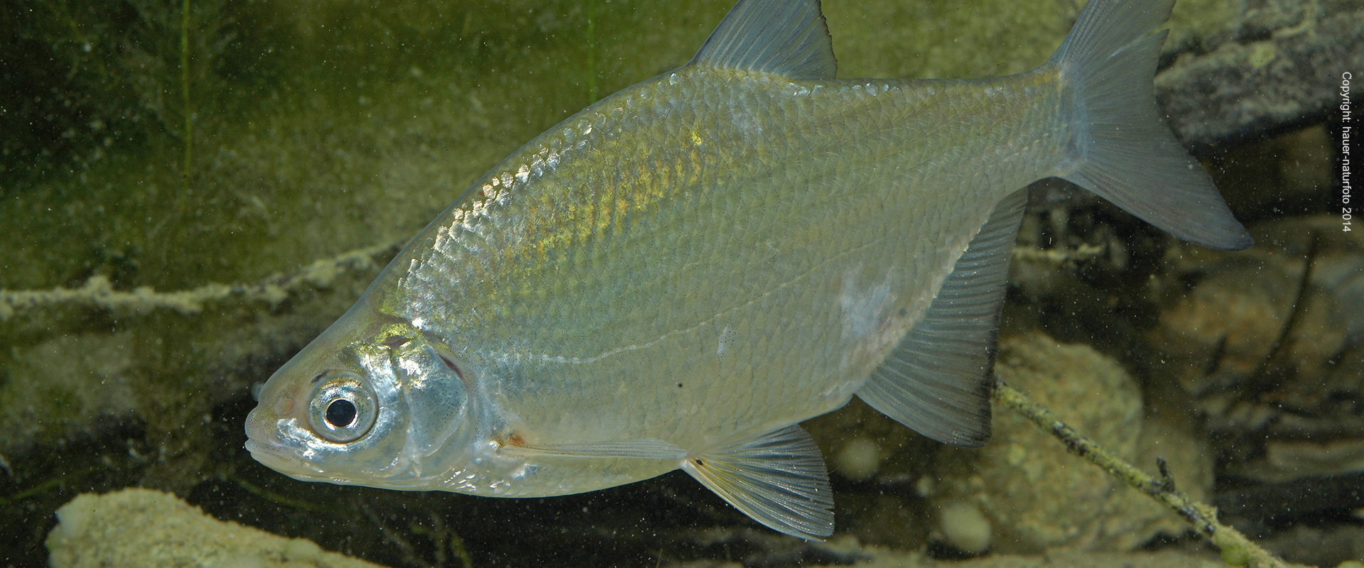 Güster - Hauer Naturfoto 2014