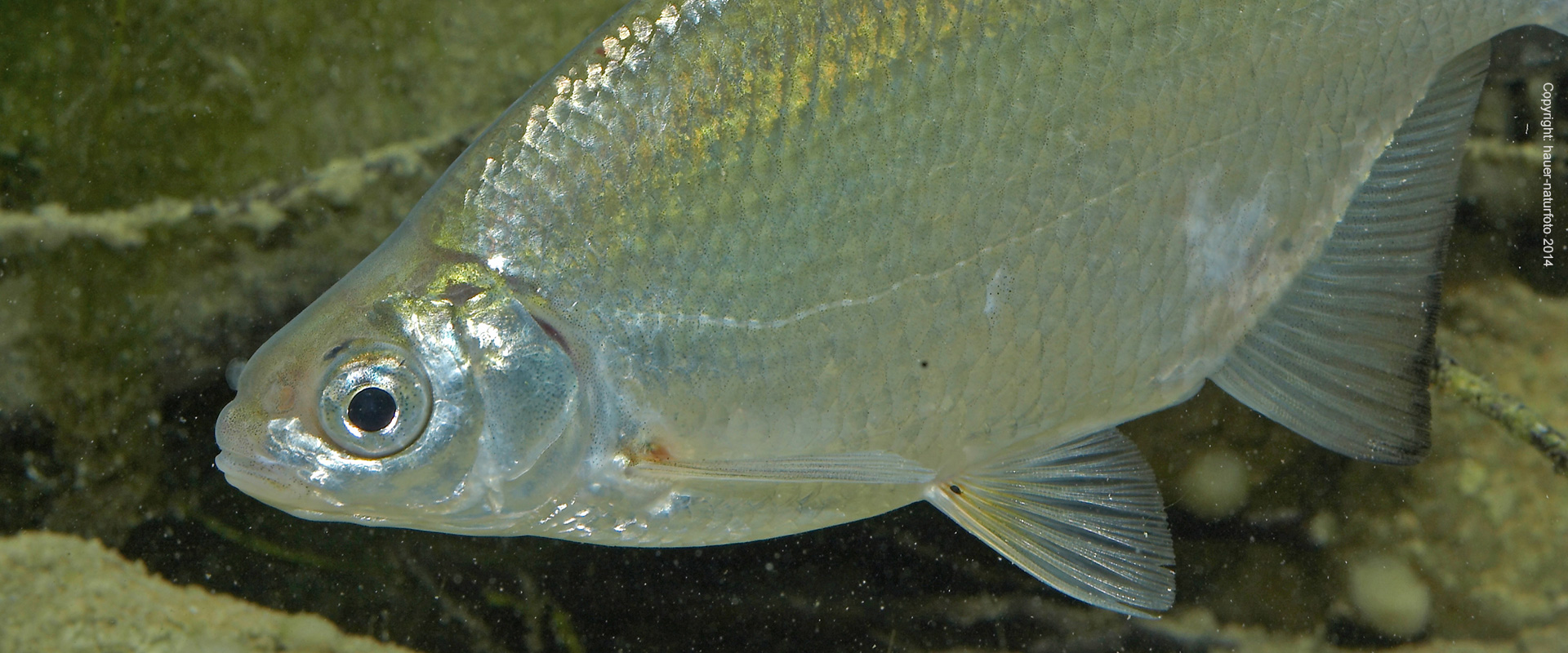 Güster - Hauer Naturfoto 2014