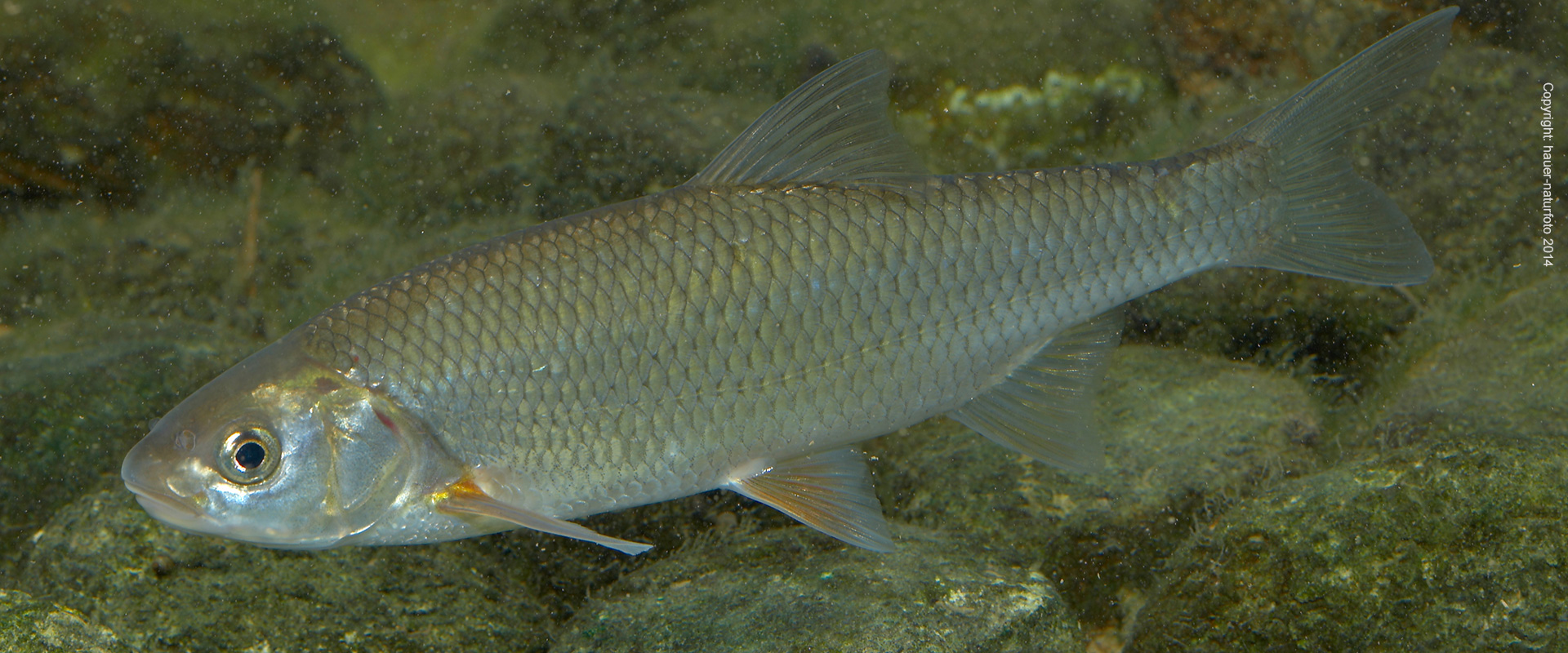 Hasel - Hauer Naturfoto 2014