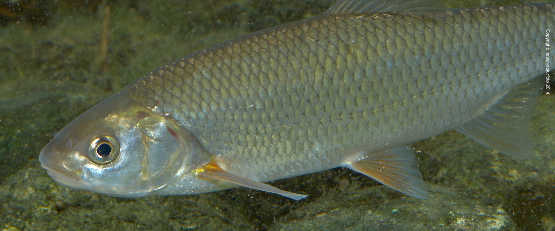 Hasel - Hauer Naturfoto 2014
