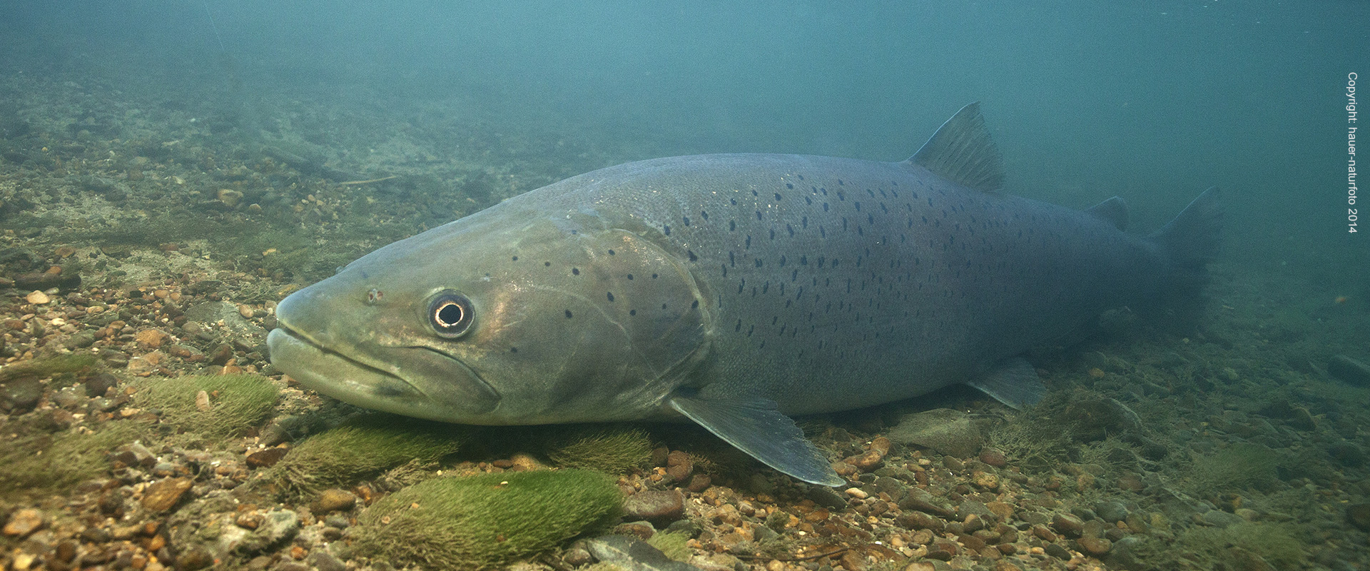 Huchen - Hauer Naturfoto 2014