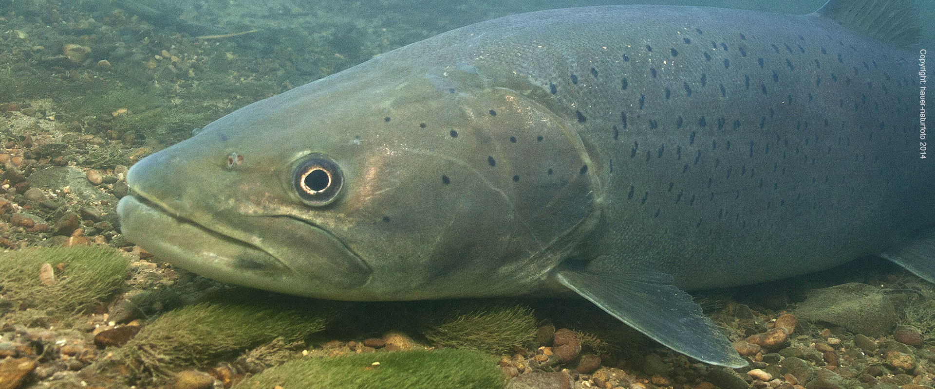 Huchen - Hauer Naturfoto 2014