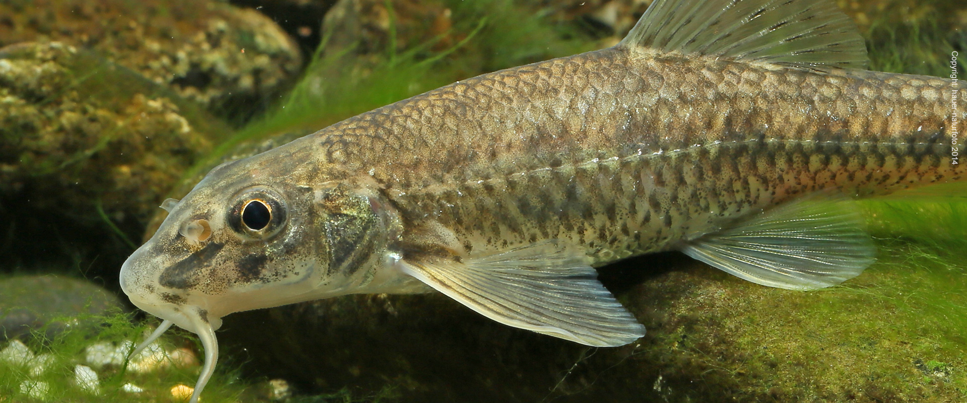 Kessler-Gründling - Hauer Naturfoto 2014