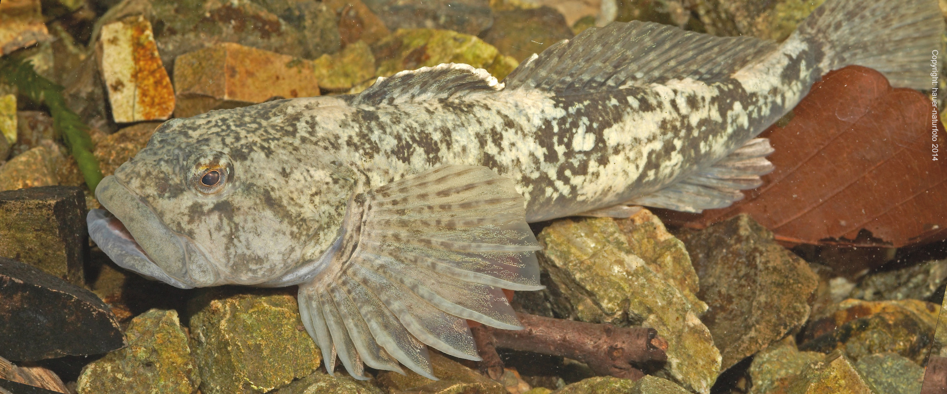 Koppe - Hauer Naturfoto 2014