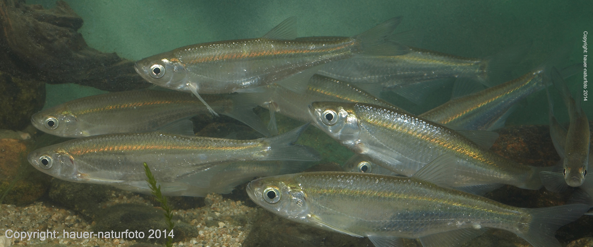 Laube - Hauer Naturfoto 2014