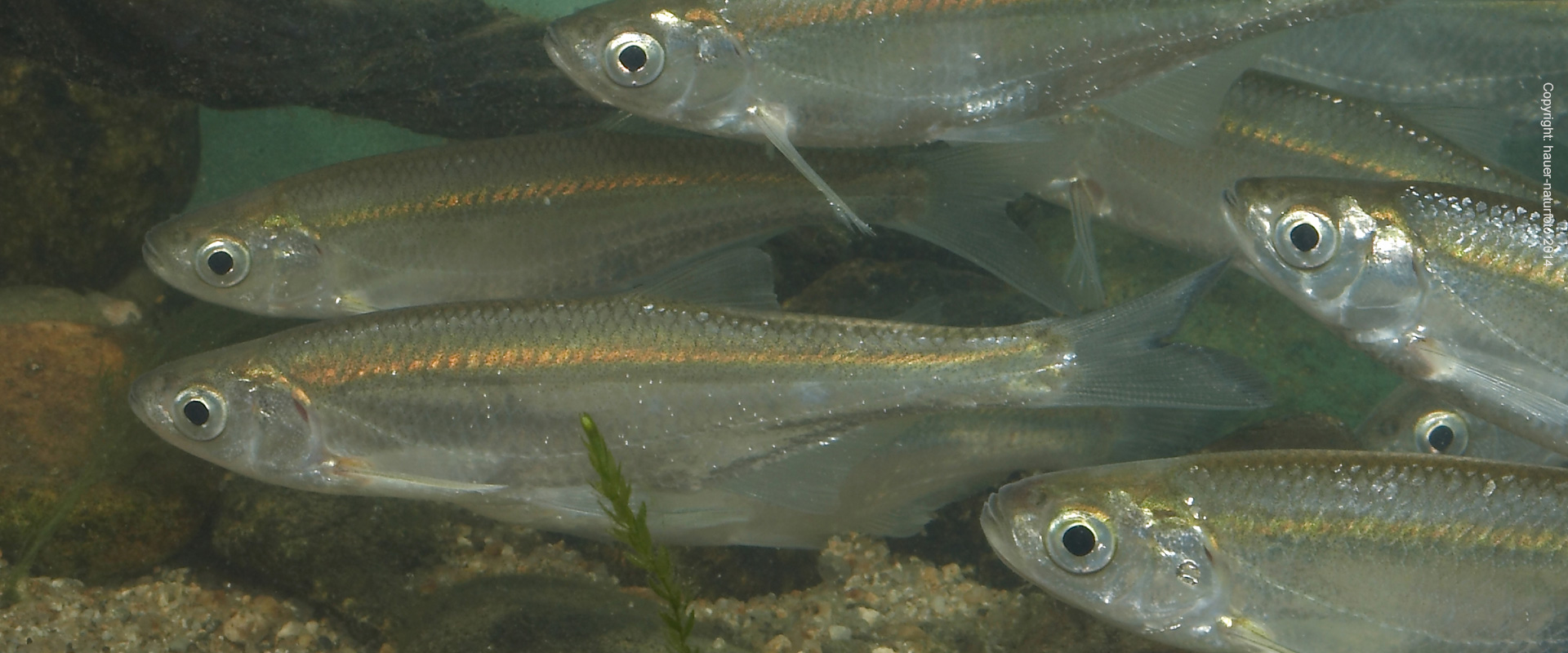 Laube - Hauer Naturfoto 2014