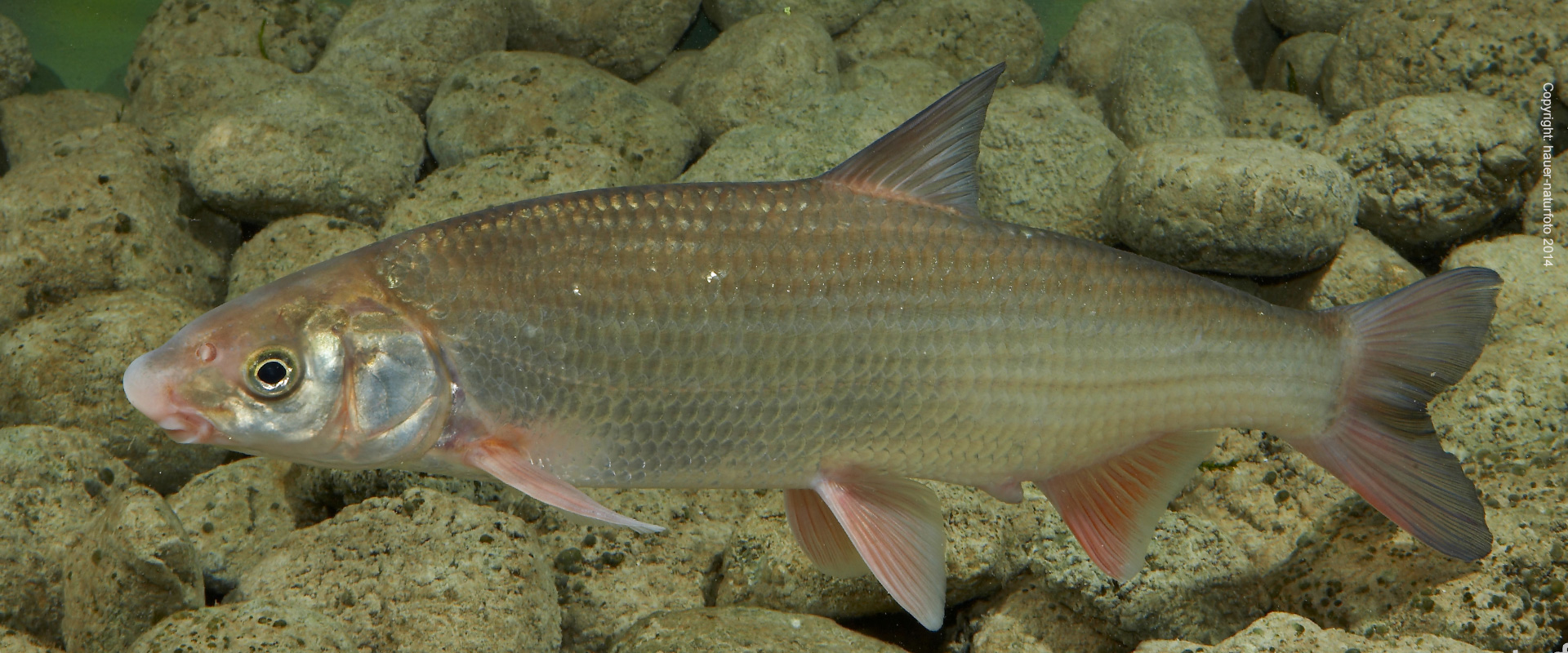 Nase - Hauer Naturfoto 2014