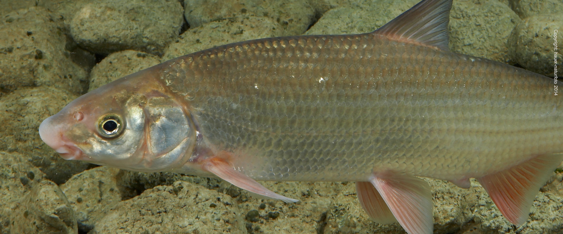 Nase - Hauer Naturfoto 2014