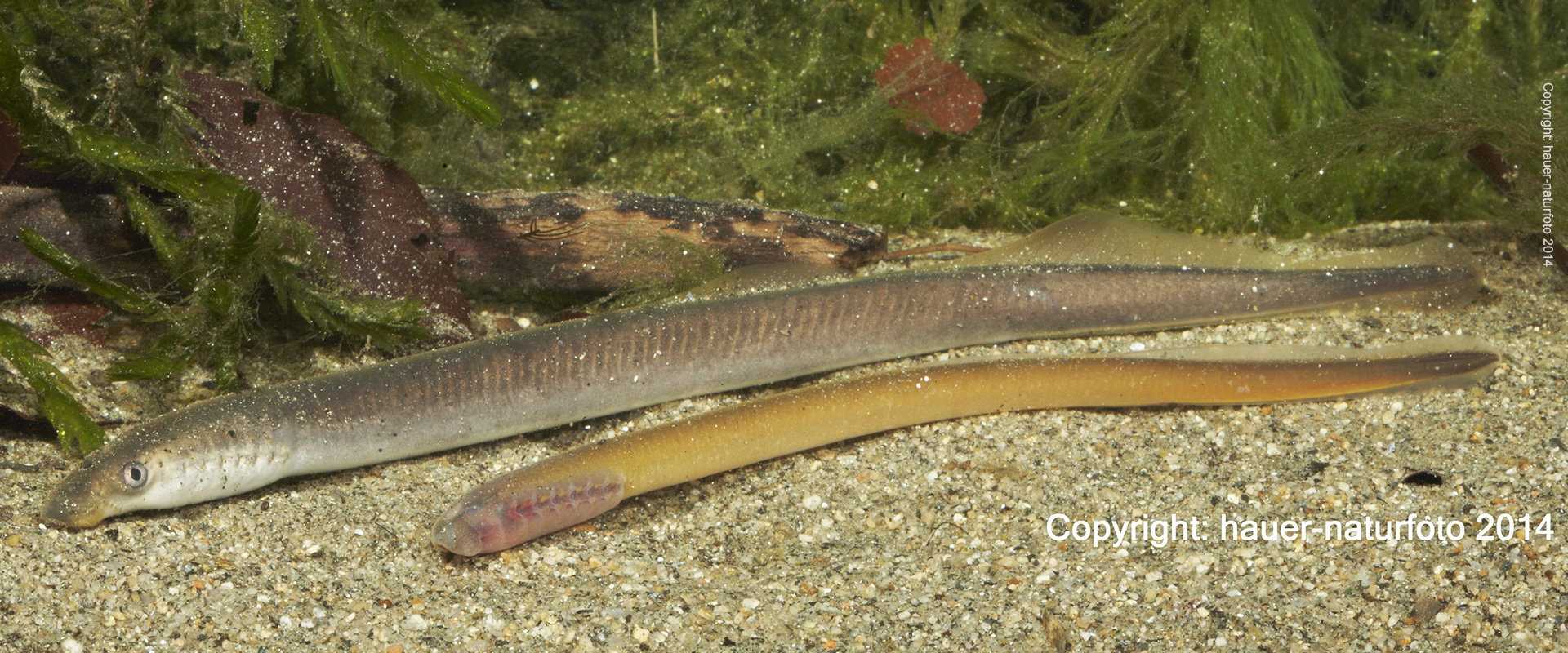 Bachneunauge - Hauer Naturfoto 2014