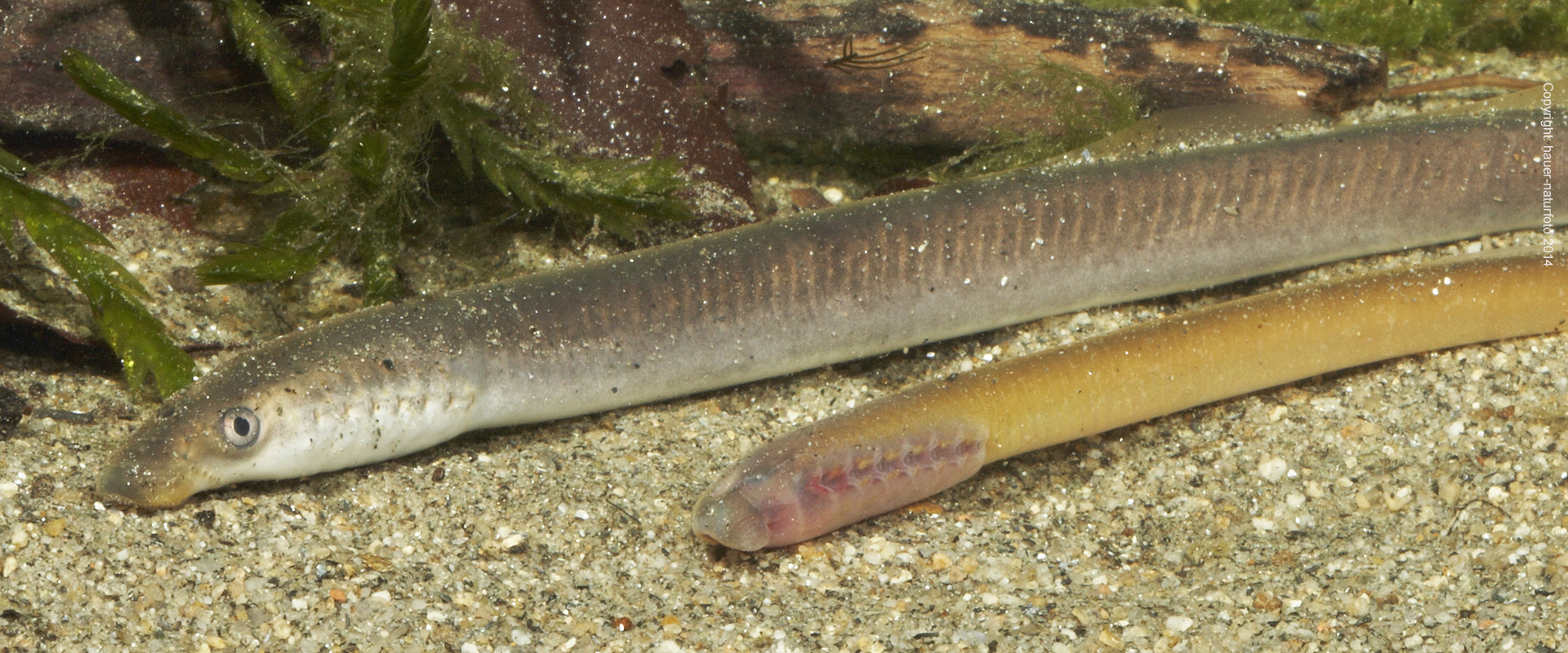 Bachneunauge - Hauer Naturfoto 2014