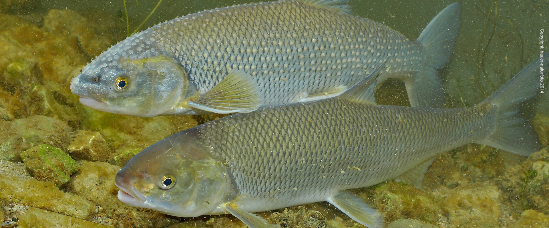 Perlfisch - Hauer Naturfoto 2014
