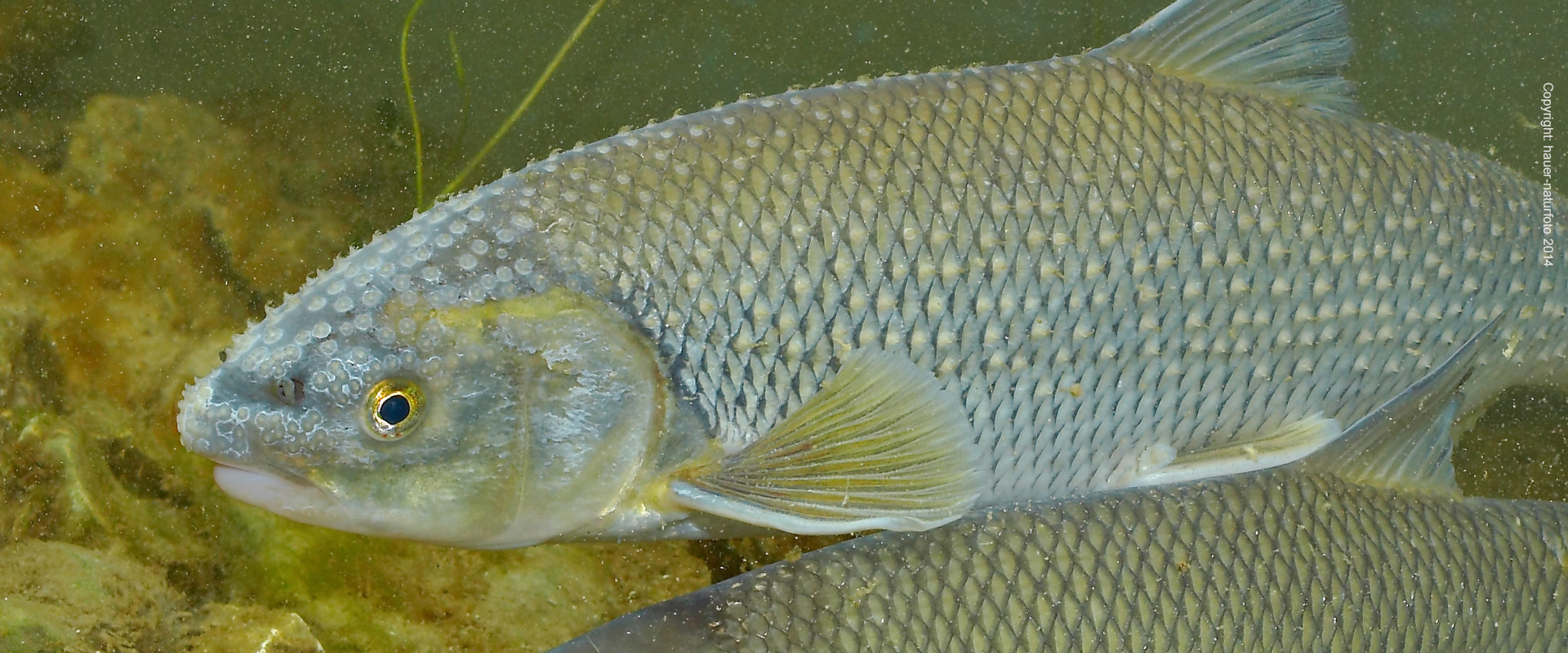 Perlfisch - Hauer Naturfoto 2014