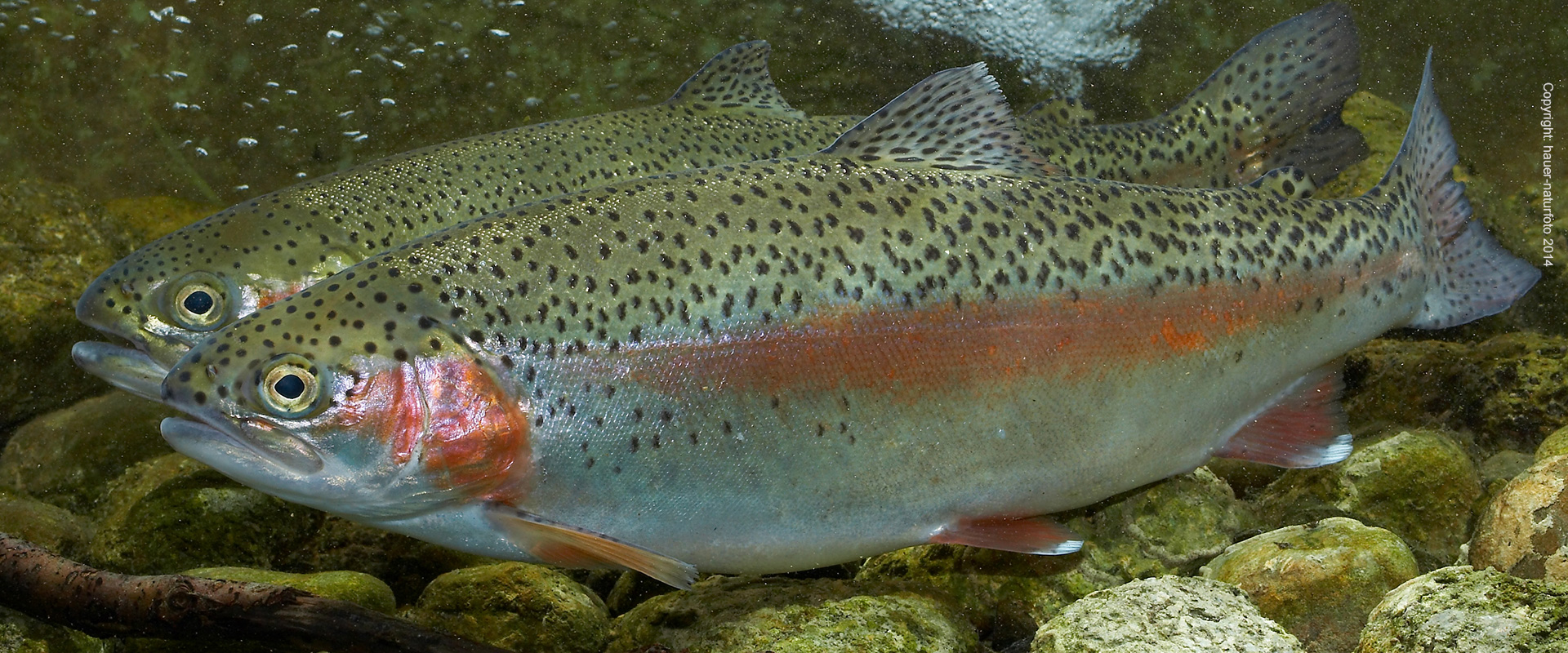 Regenbogenforelle - Hauer Naturfoto 2014