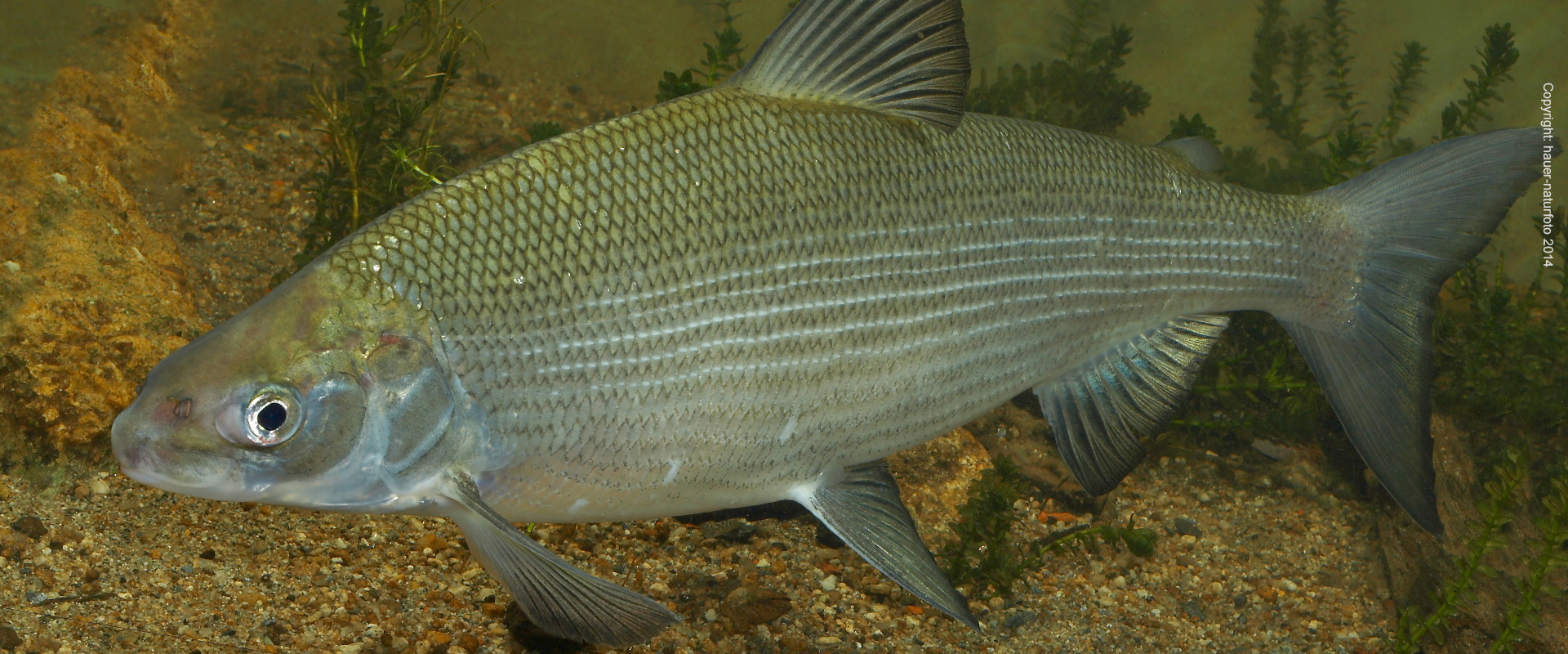 Renke - Hauer Naturfoto 2014