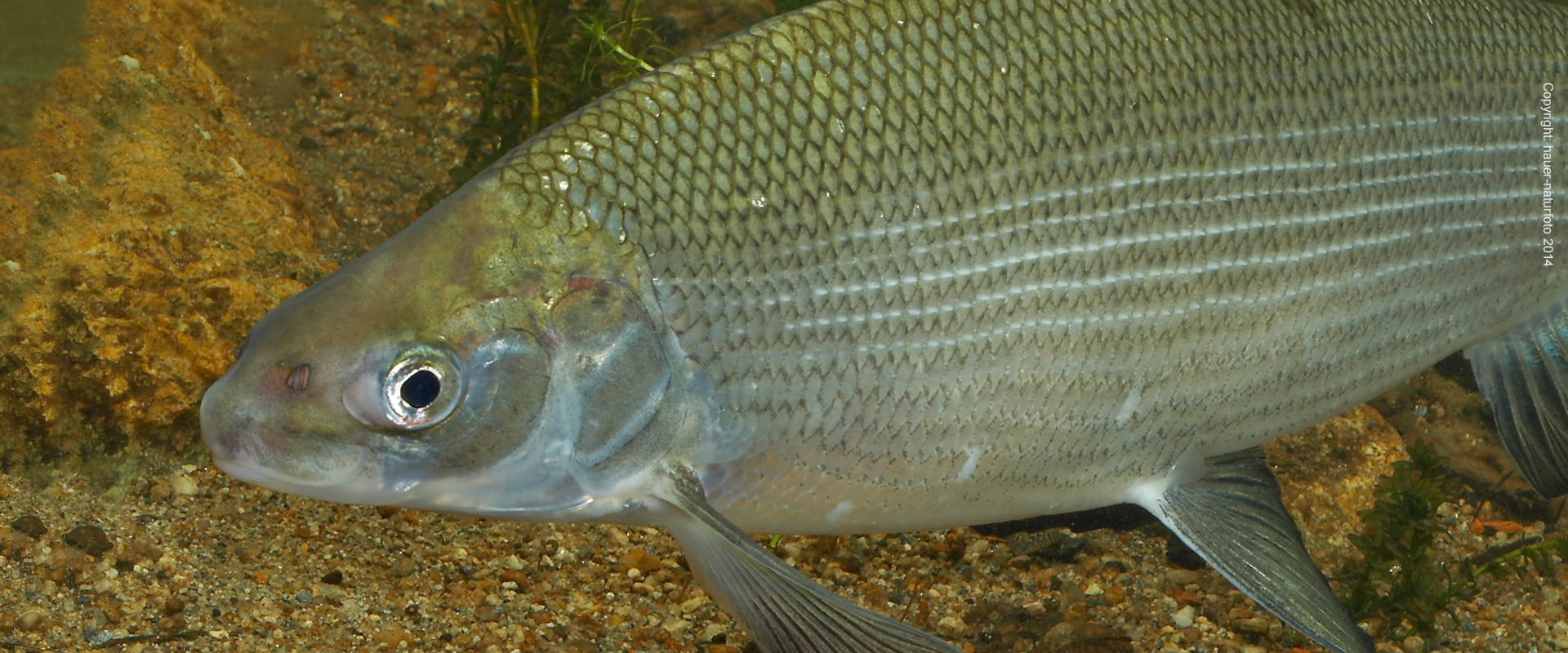 Renke - Hauer Naturfoto 2014