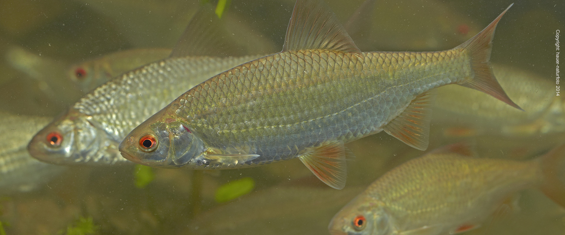 Rotauge - Hauer Naturfoto 2014