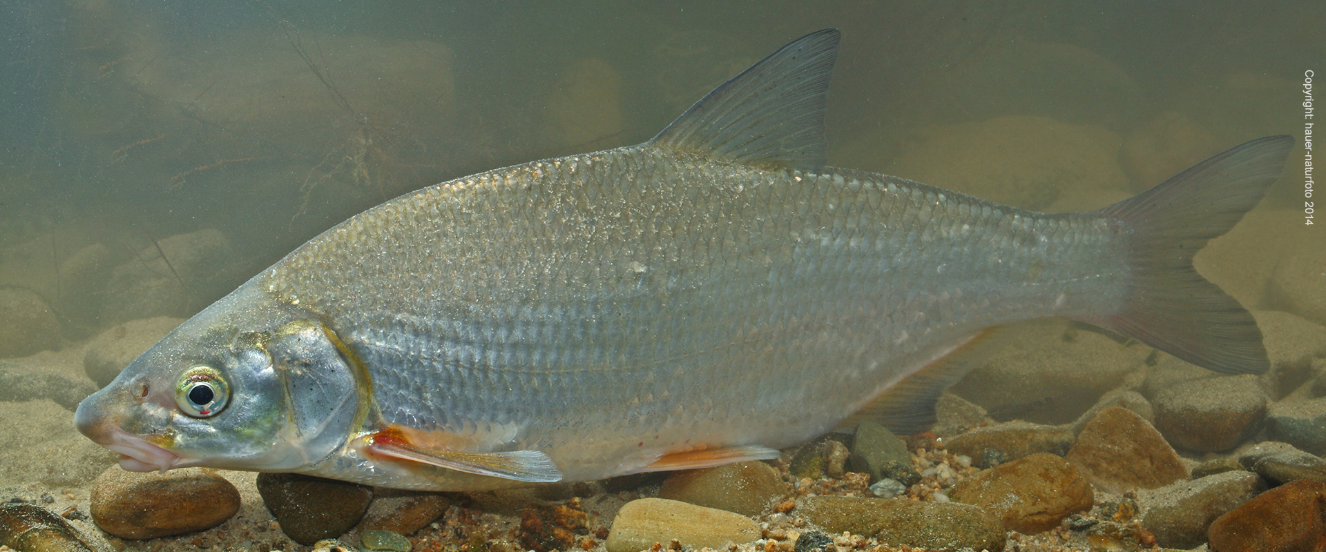 Rußnase - Hauer Naturfoto 2014