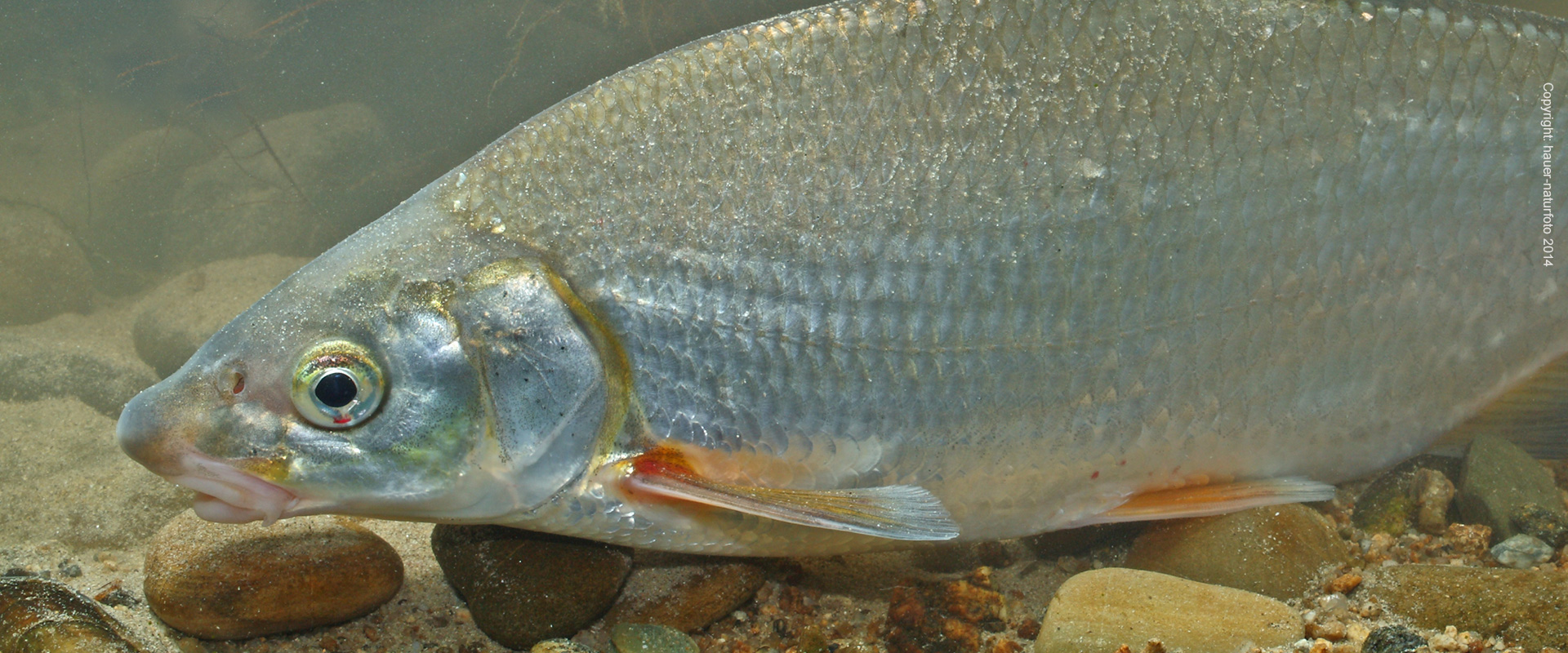 Rußnase - Hauer Naturfoto 2014