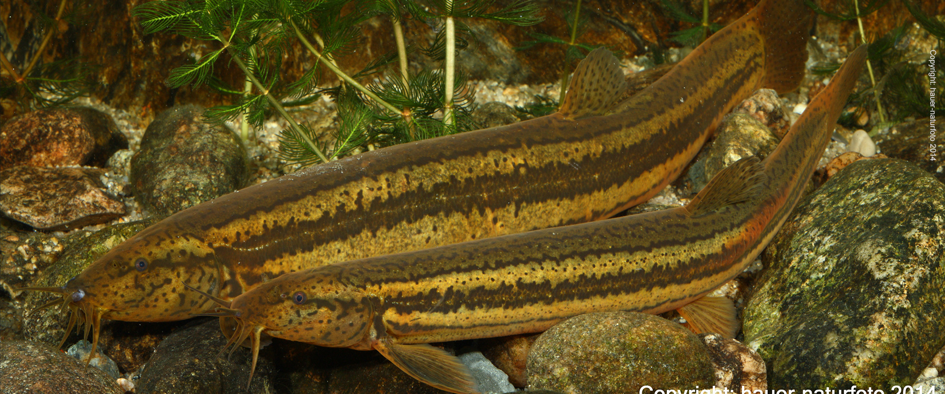 Schlammpeitzger - Hauer Naturfoto 2014