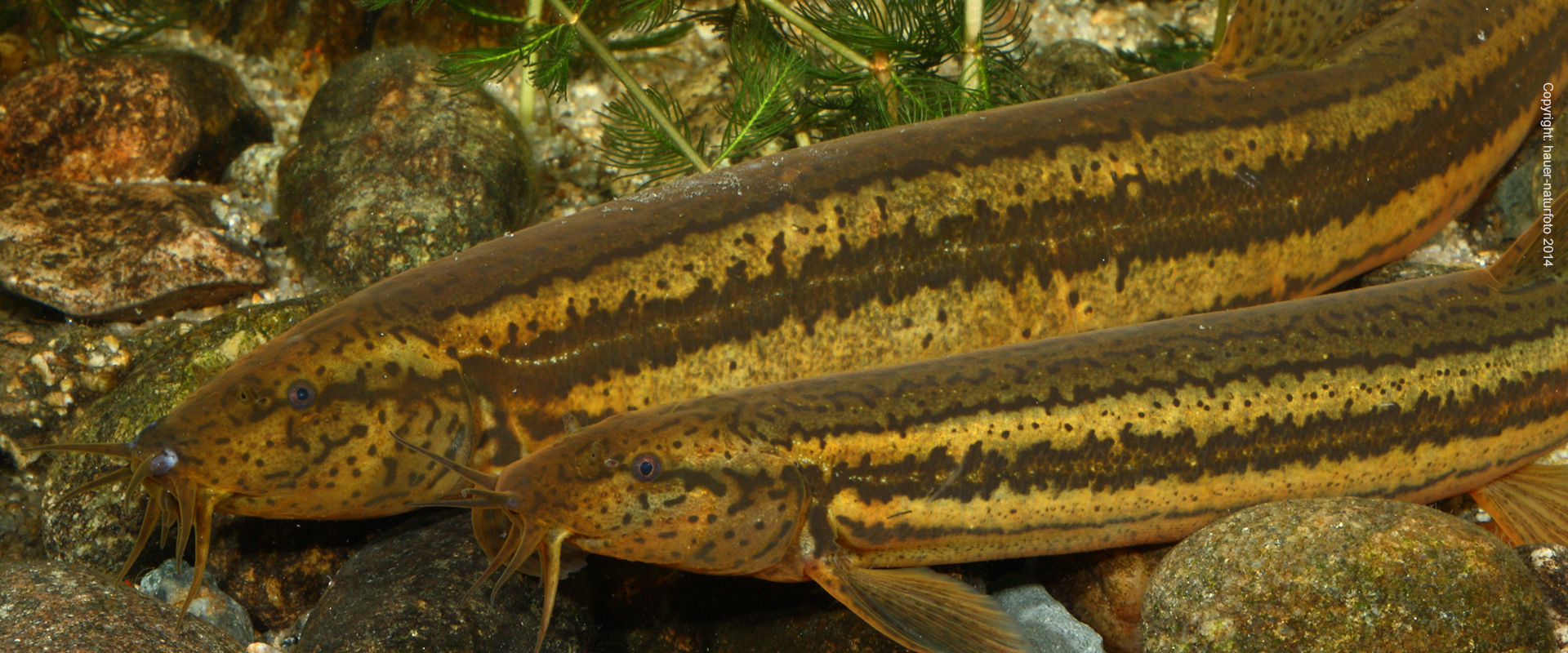 Schlammpeitzger - Hauer Naturfoto 2014