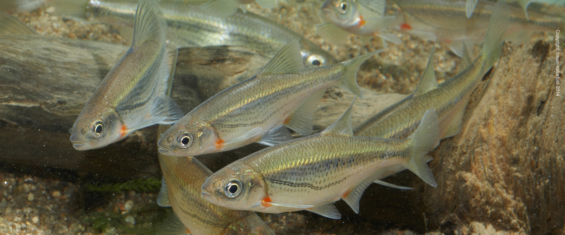 Schneider - Hauer Naturfoto 2014