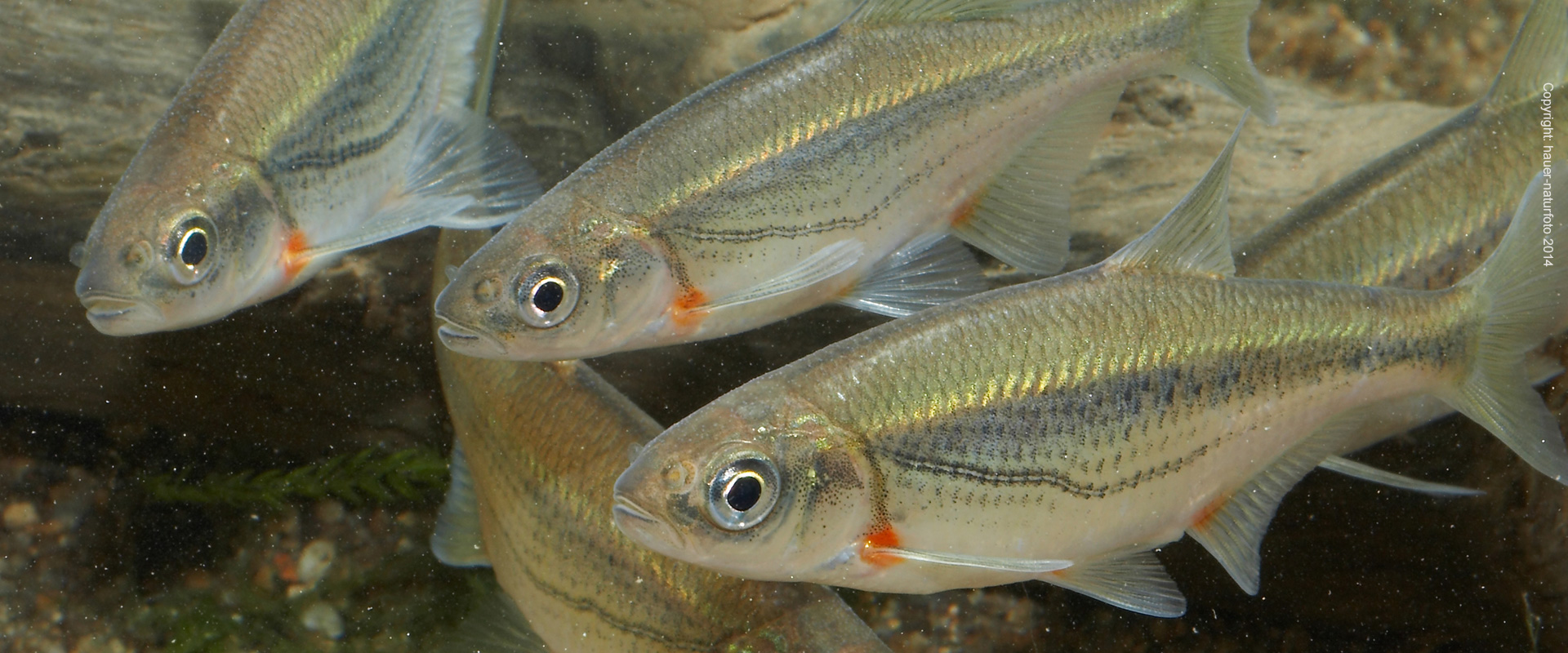 Schneider - Hauer Naturfoto 2014