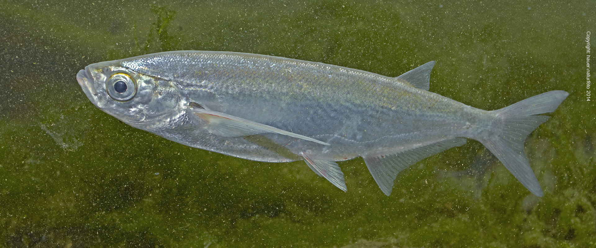 Sichling - Hauer Naturfoto 2014