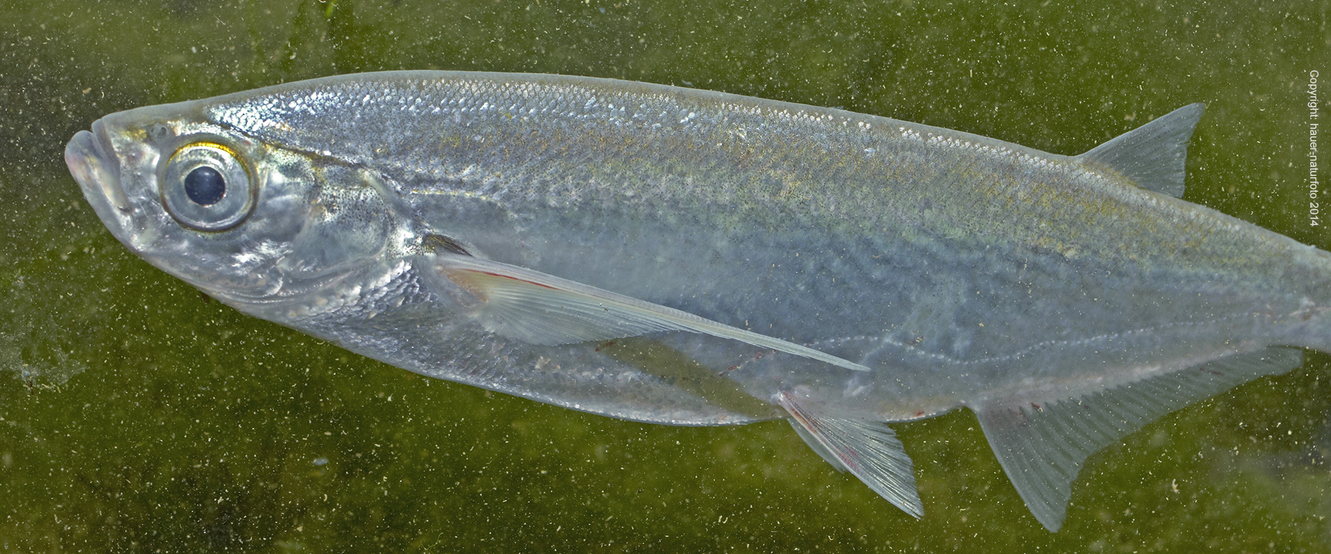 Sichling - Hauer Naturfoto 2014