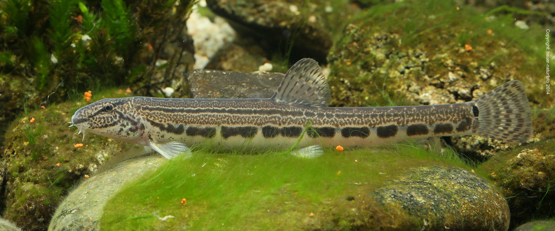 Steinbeißer - Hauer Naturfoto 2014