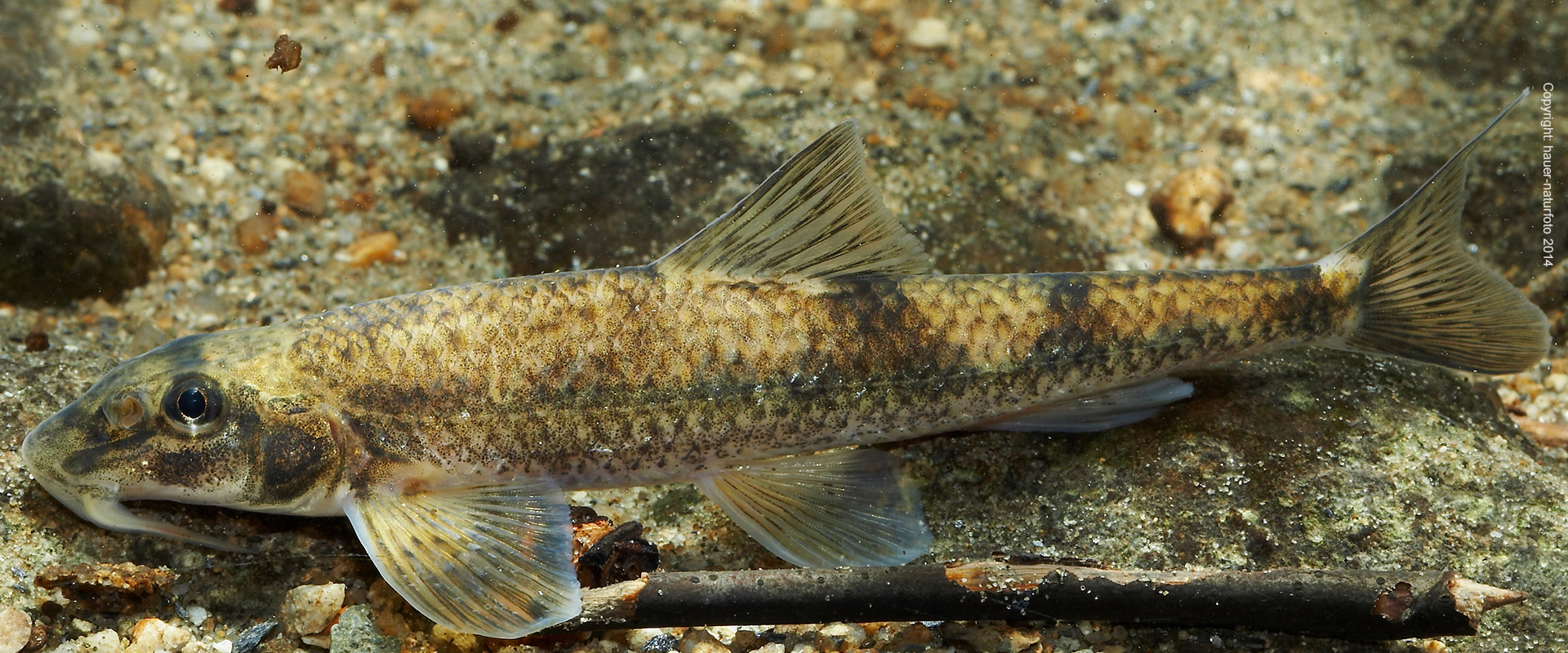 Steingressling - Hauer Naturfoto 2014