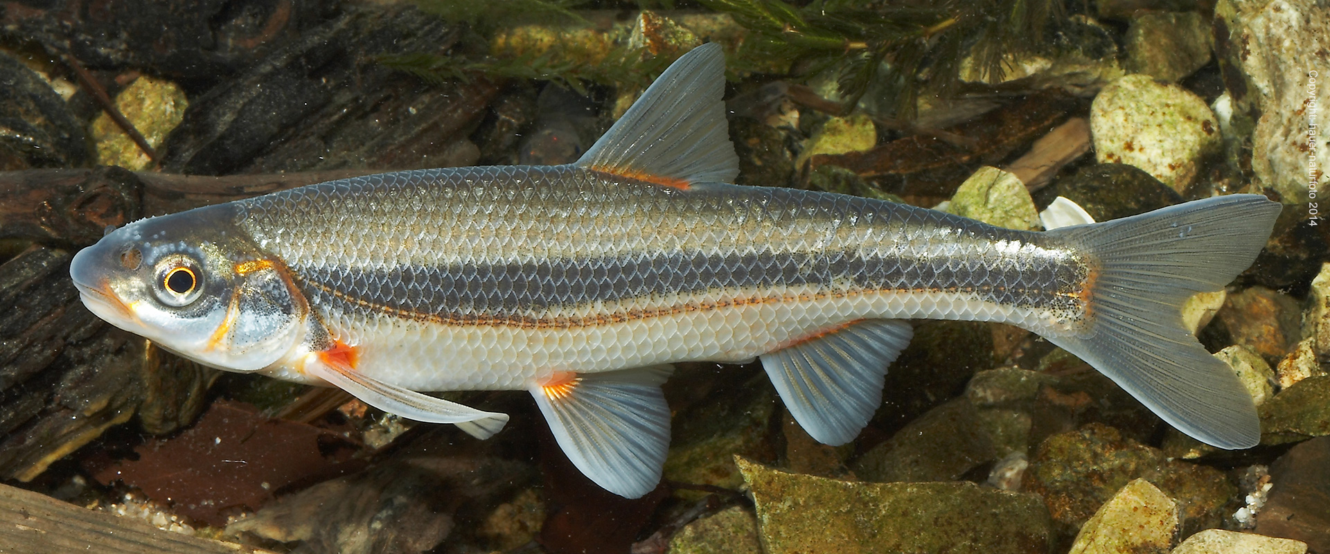 Strömer - Hauer Naturfoto 2014