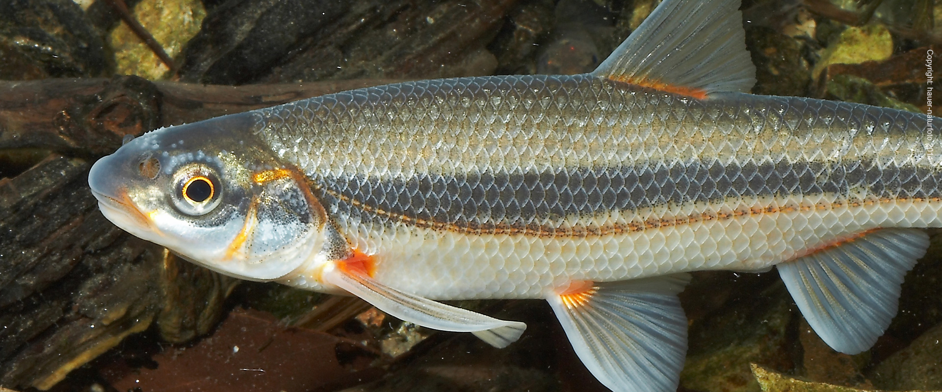 Strömer - Hauer Naturfoto 2014