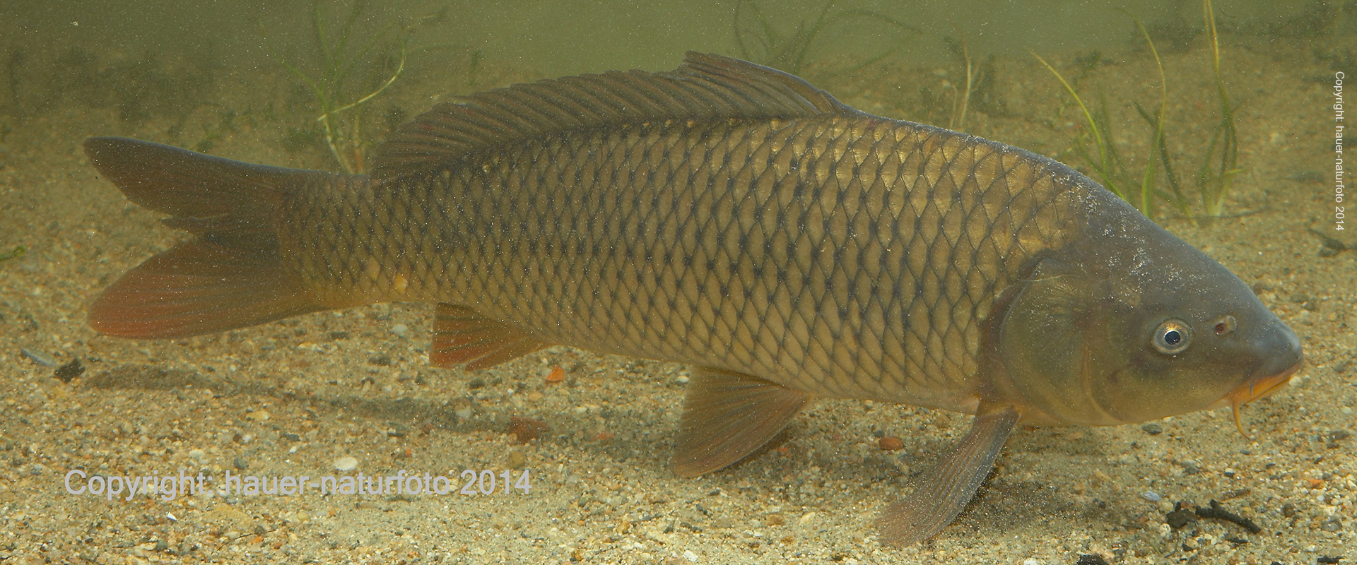 Wildkarpfen - Hauer Naturfoto 2014