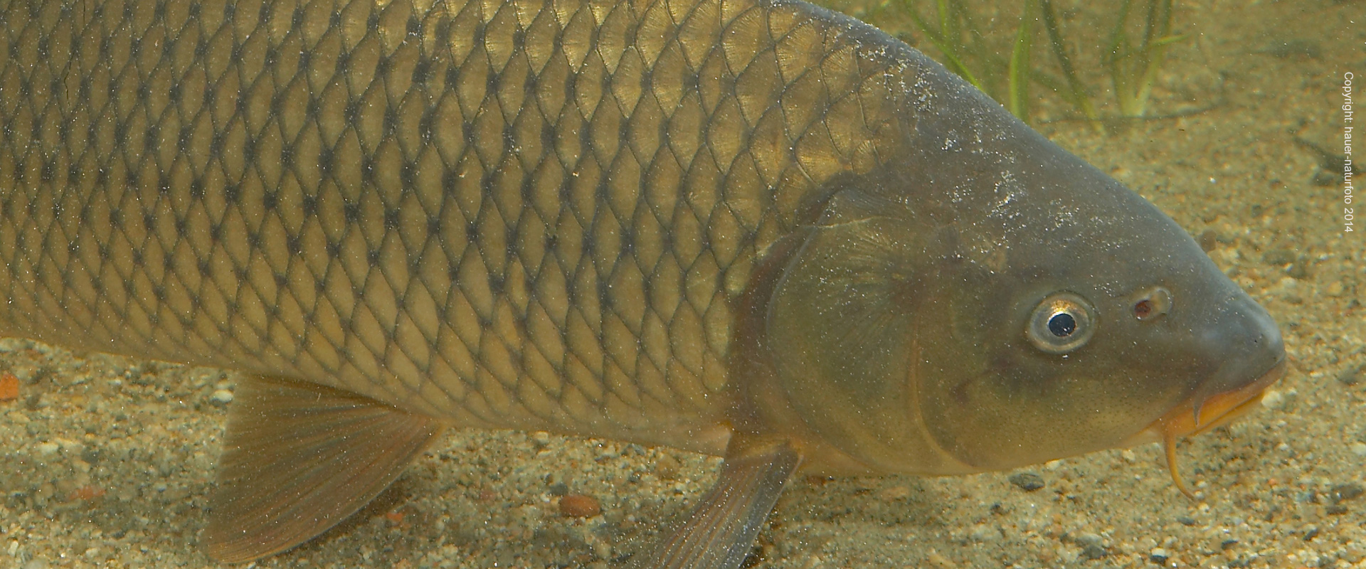 Wildkarpfen - Hauer Naturfoto 2014