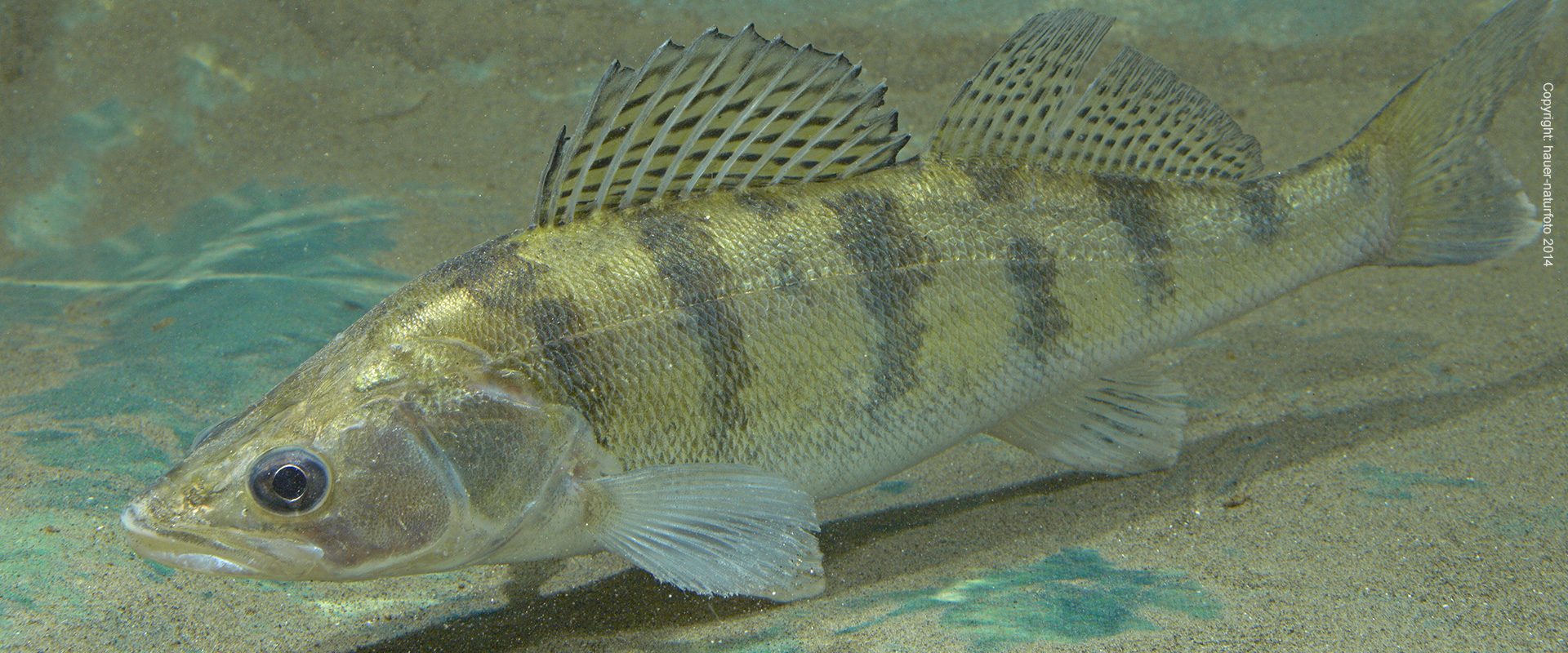 Wolgazander - Hauer Naturfoto 2014