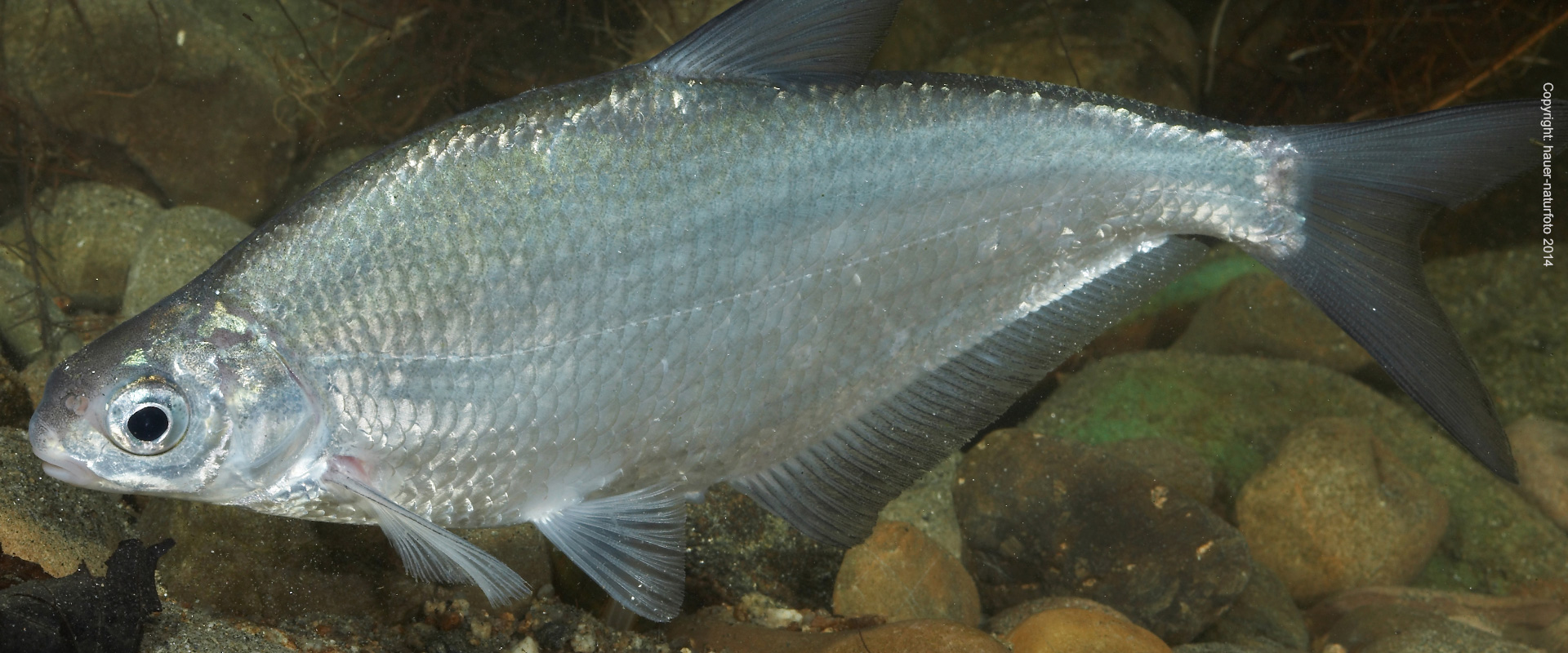 Zobel - Hauer Naturfoto 2014