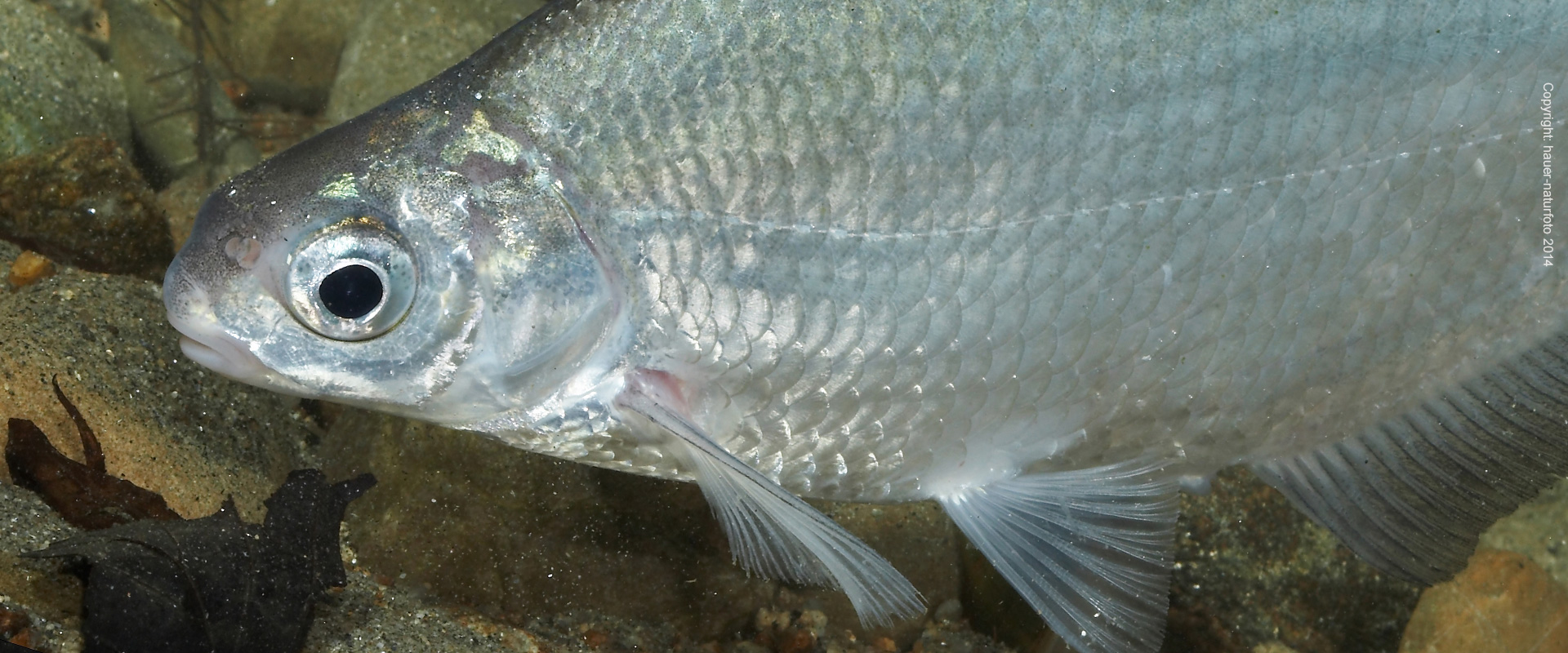 Zobel - Hauer Naturfoto 2014