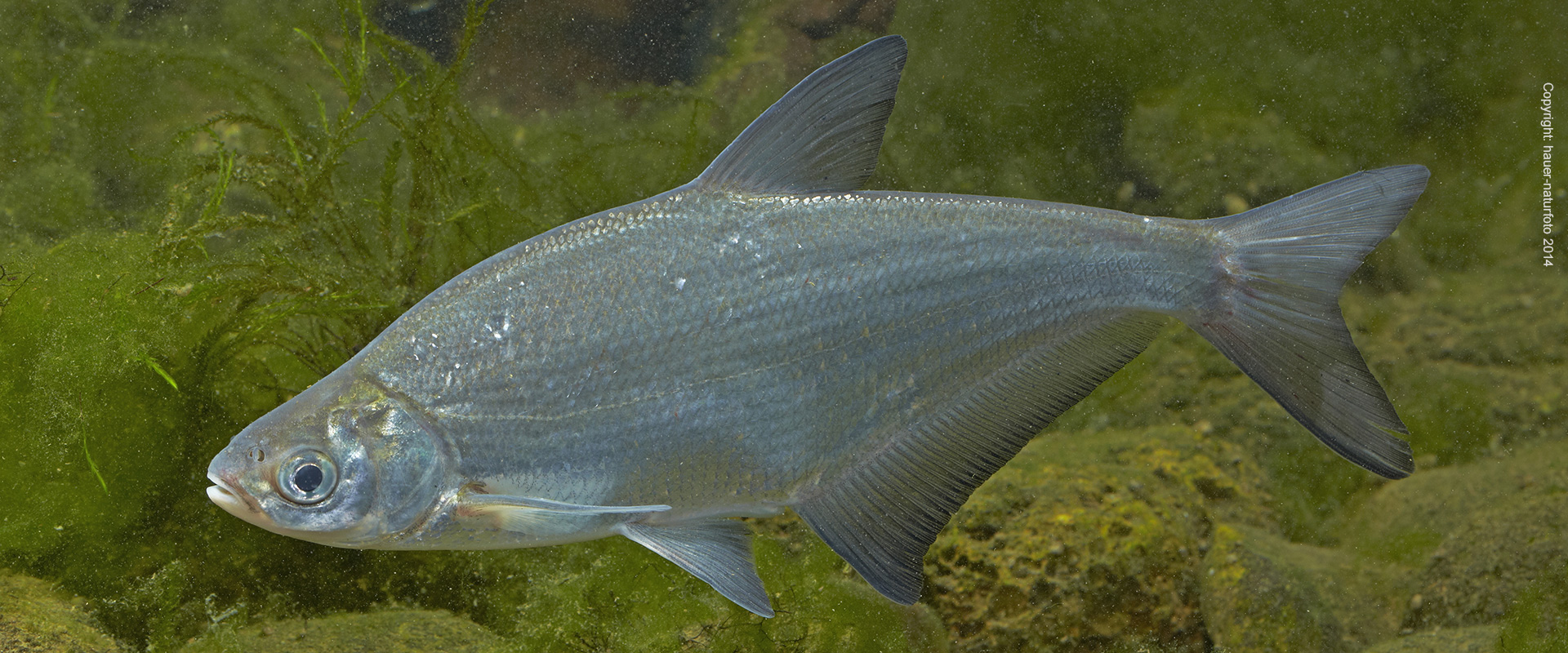 Zope - Hauer Naturfoto 2014